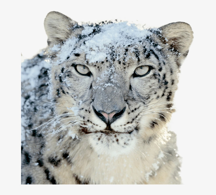 snow leopard disk image download
